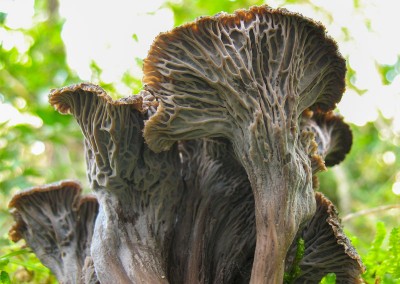 Craterellus cinereus