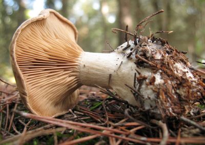 Clitocybe alexandri