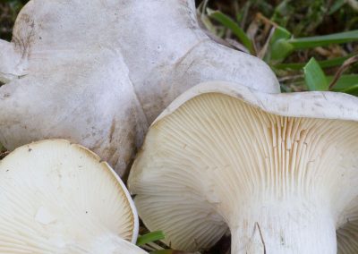Clitopilus prunulus