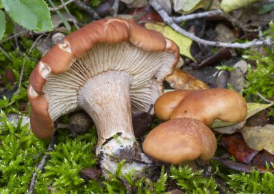 Rhodocybe gemina