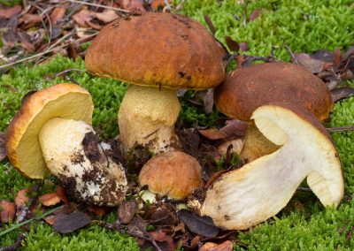 Leccinum lepidum