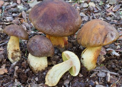 Leccinum lepidum