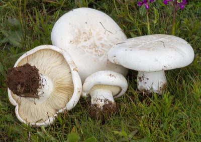 Leucopaxillus lepistoides